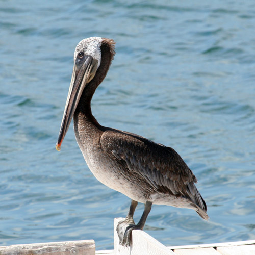 Brown pelican